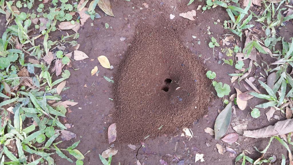 Hotel Roca Negra Del Arenal La Fortuna Eksteriør bilde