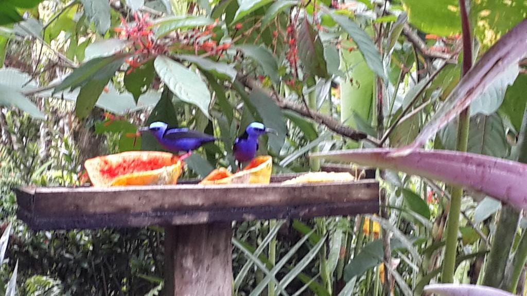 Hotel Roca Negra Del Arenal La Fortuna Eksteriør bilde