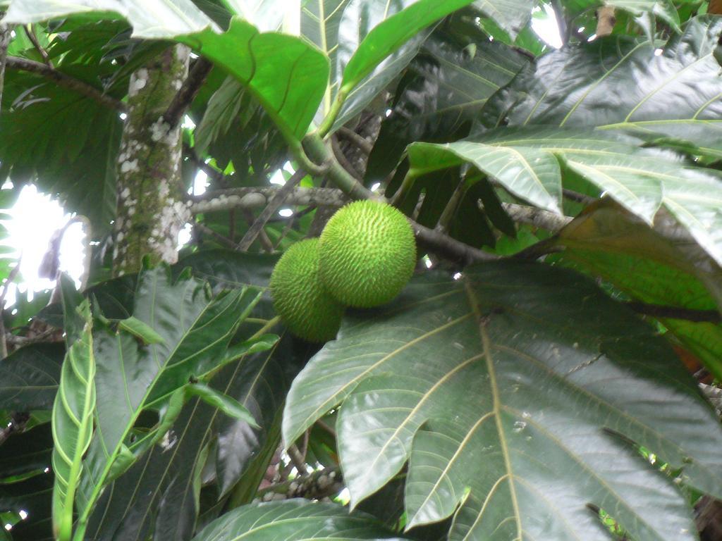 Hotel Roca Negra Del Arenal La Fortuna Eksteriør bilde