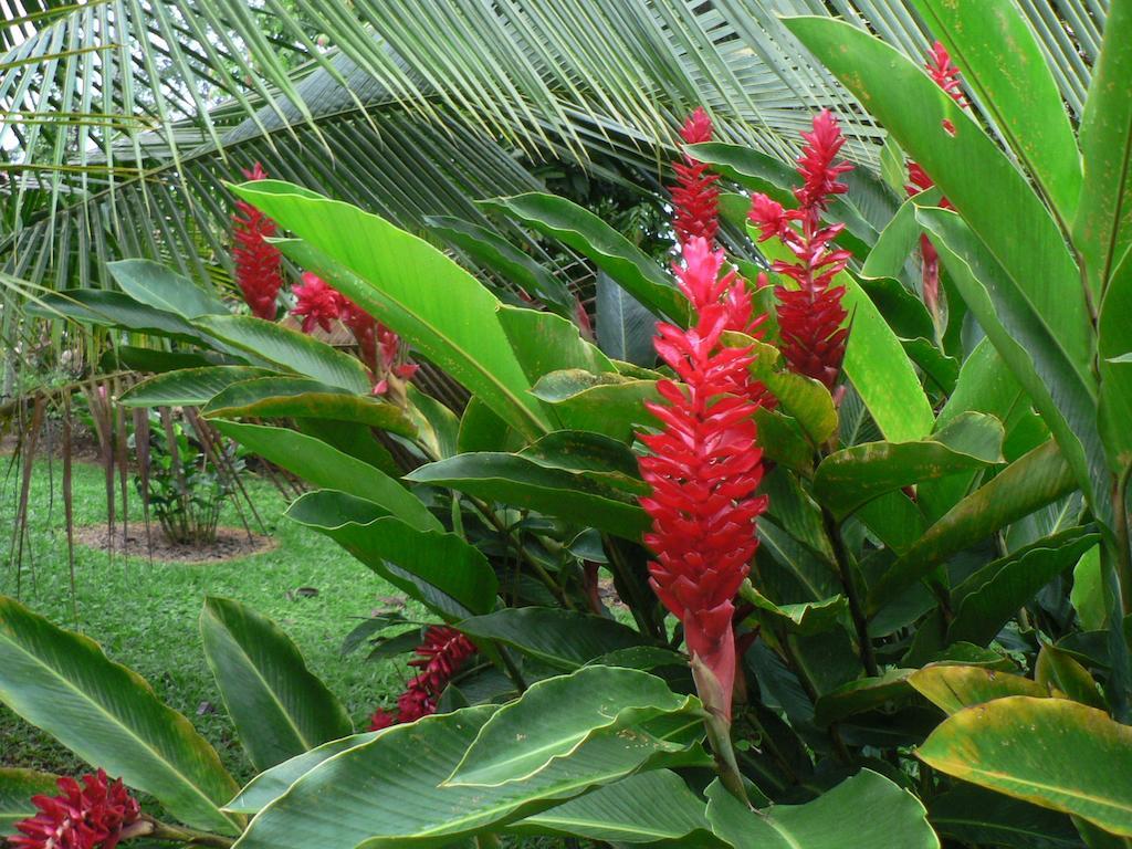 Hotel Roca Negra Del Arenal La Fortuna Eksteriør bilde