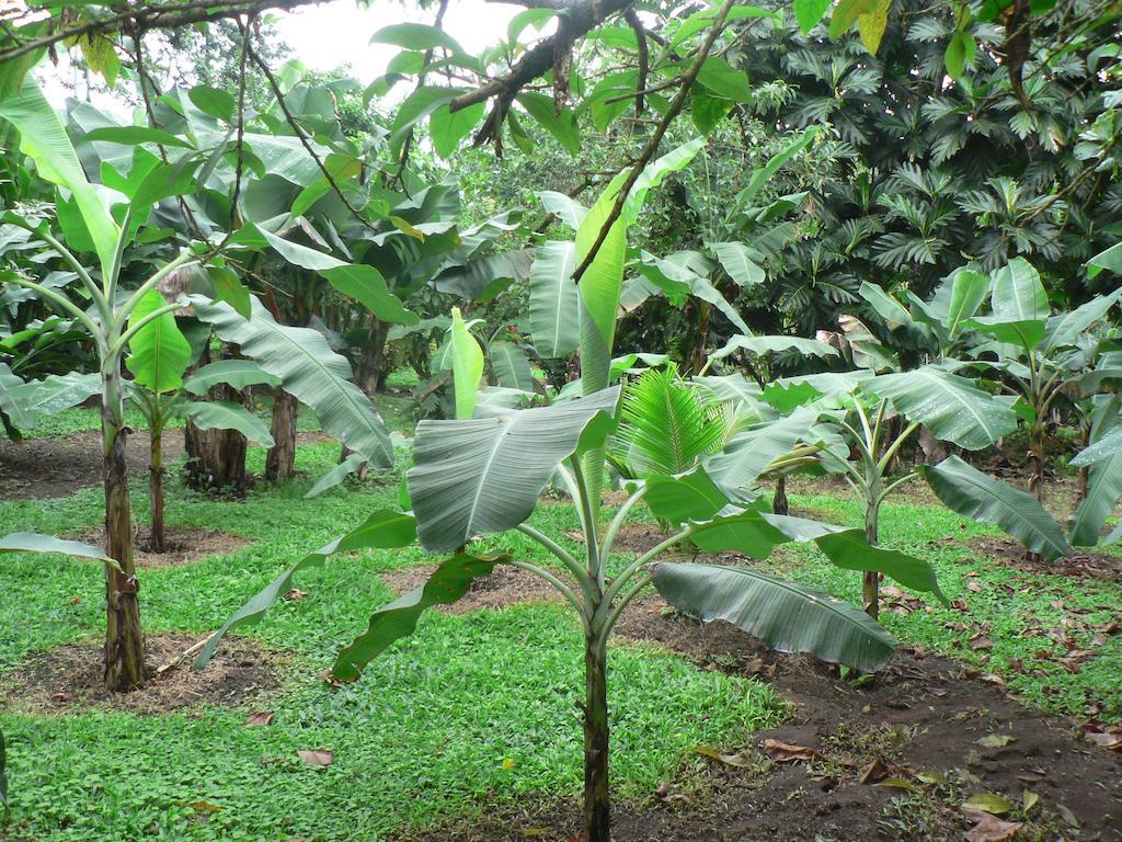 Hotel Roca Negra Del Arenal La Fortuna Eksteriør bilde
