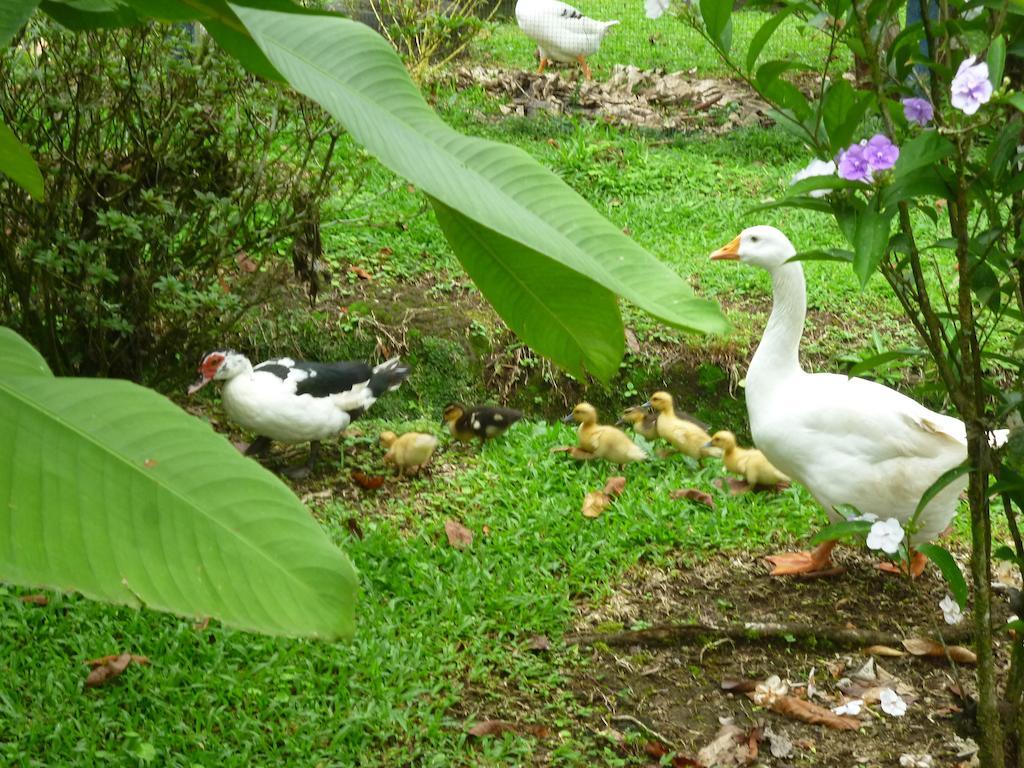 Hotel Roca Negra Del Arenal La Fortuna Eksteriør bilde