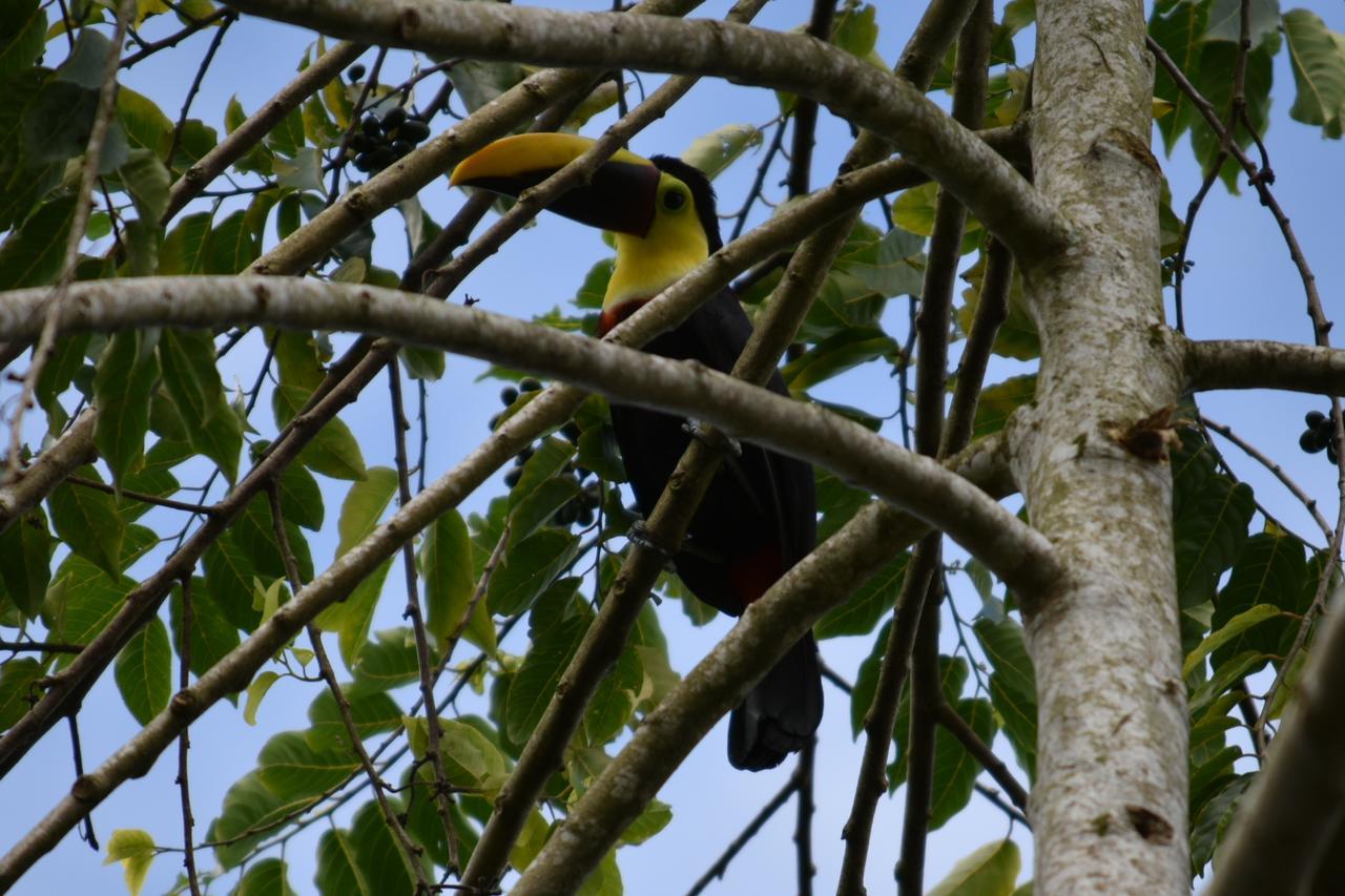 Hotel Roca Negra Del Arenal La Fortuna Eksteriør bilde