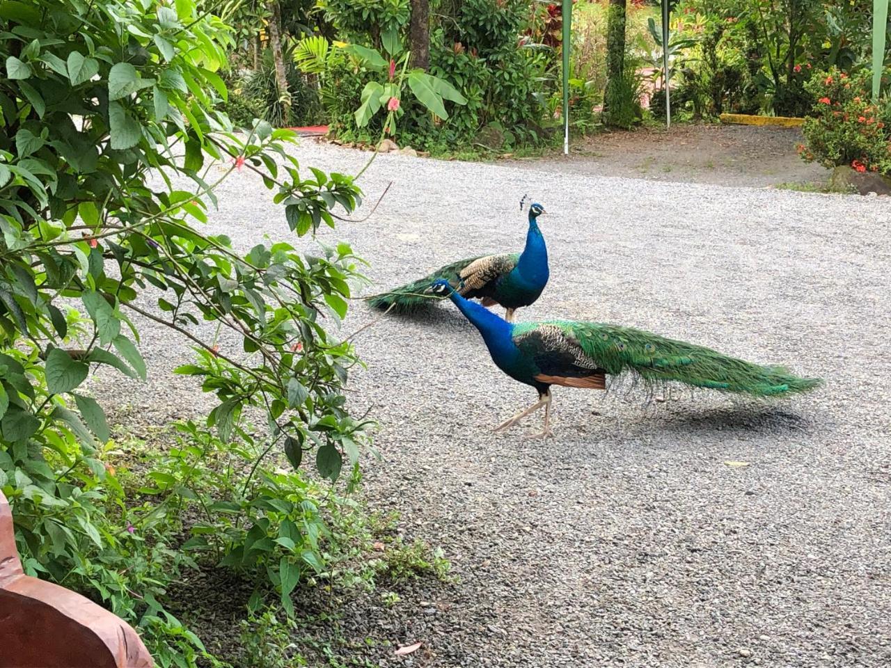 Hotel Roca Negra Del Arenal La Fortuna Eksteriør bilde