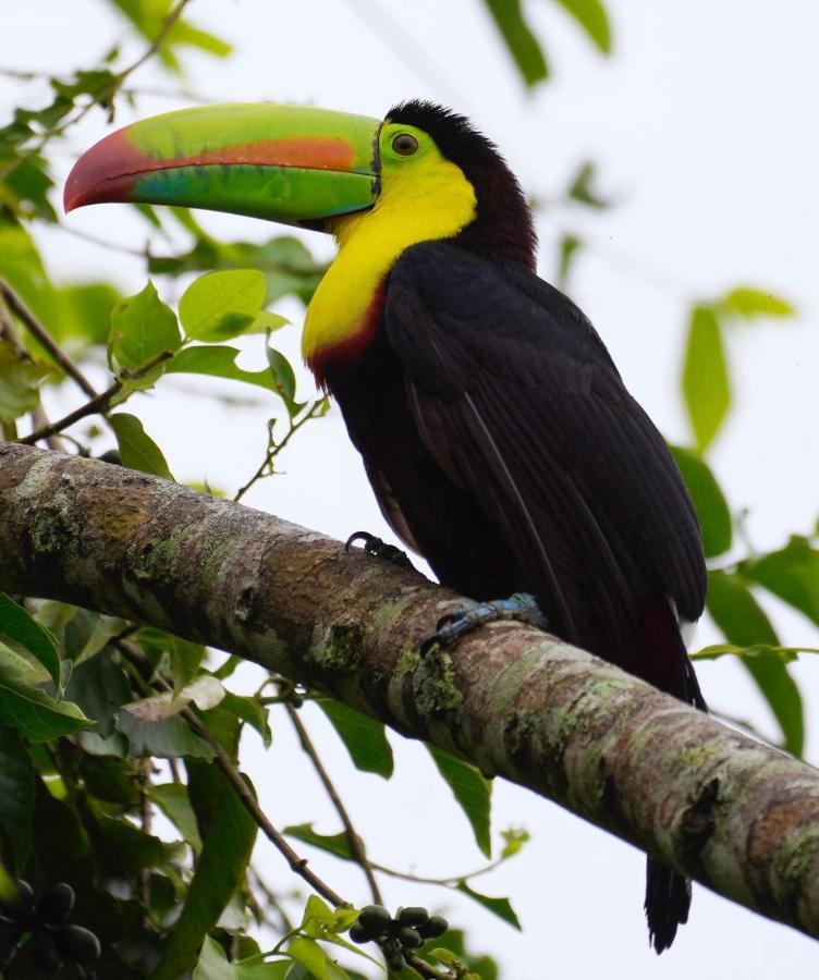 Hotel Roca Negra Del Arenal La Fortuna Eksteriør bilde